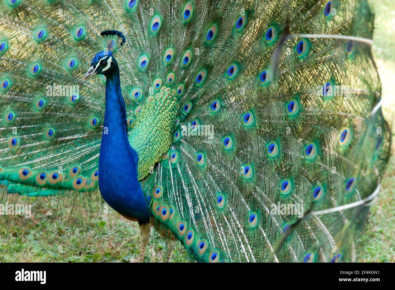 Portrait of beautiful male peacock cartwheeling with feathers outstretched in profile Stock Photo