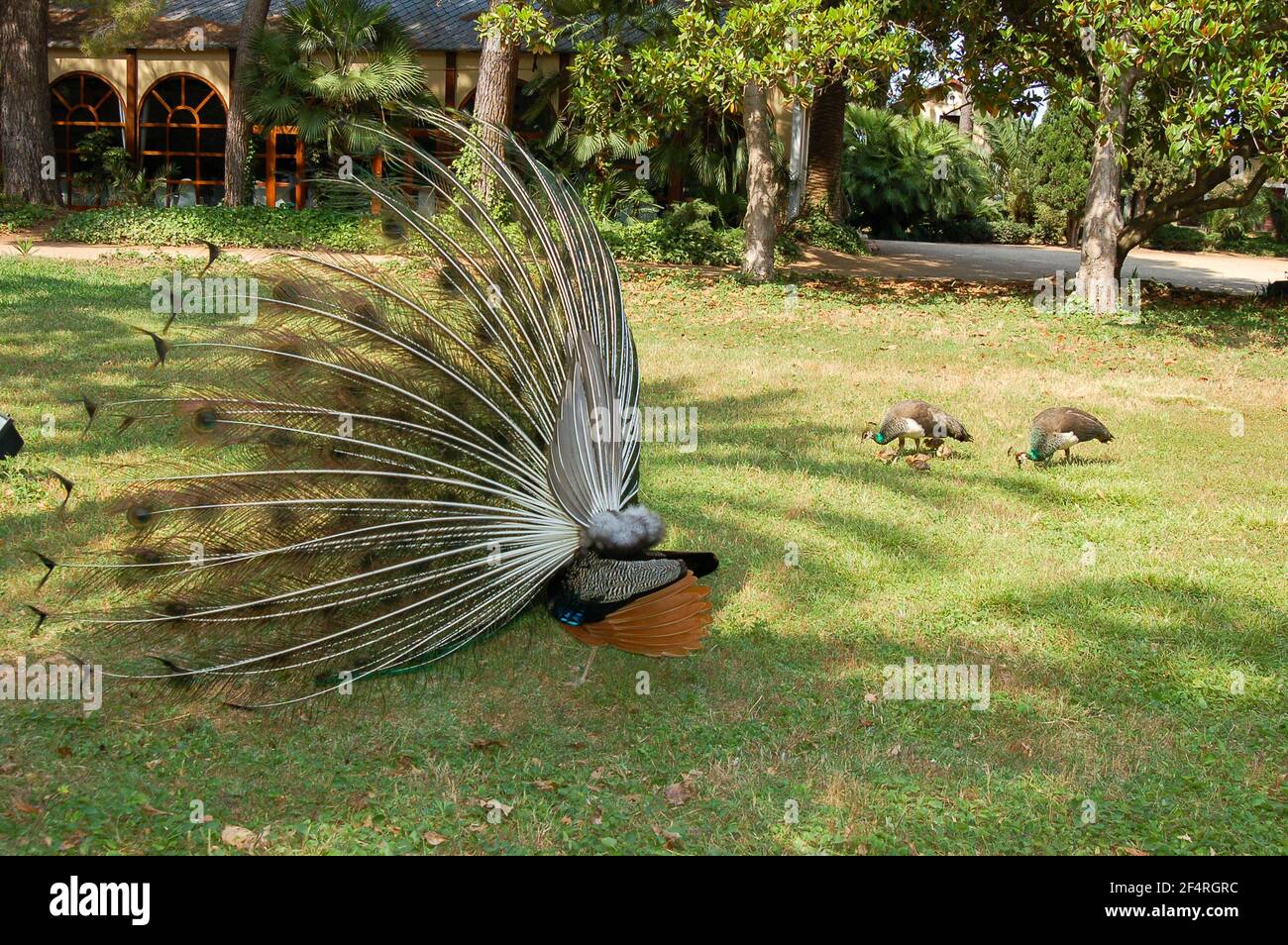 Behind view of a peacock male with feathers out protecting females and little peacocks in a park Stock Photo
