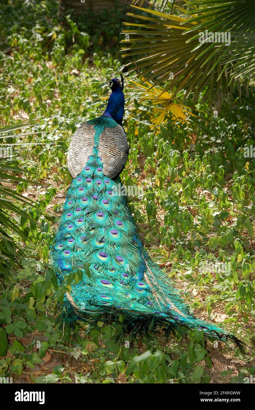 Behind vertical view of a beautiful peacock male on the grass with a long tail Stock Photo