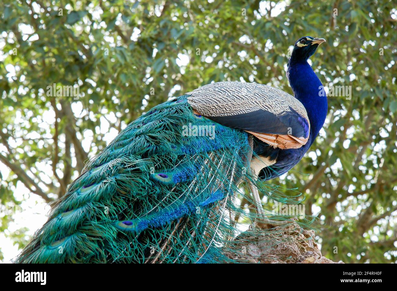 Low angle view portrait of a beautiful peacock male in a park Stock ...