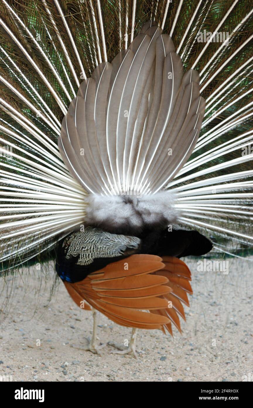Close up of a behind view of a peacock male with feathers out Stock Photo