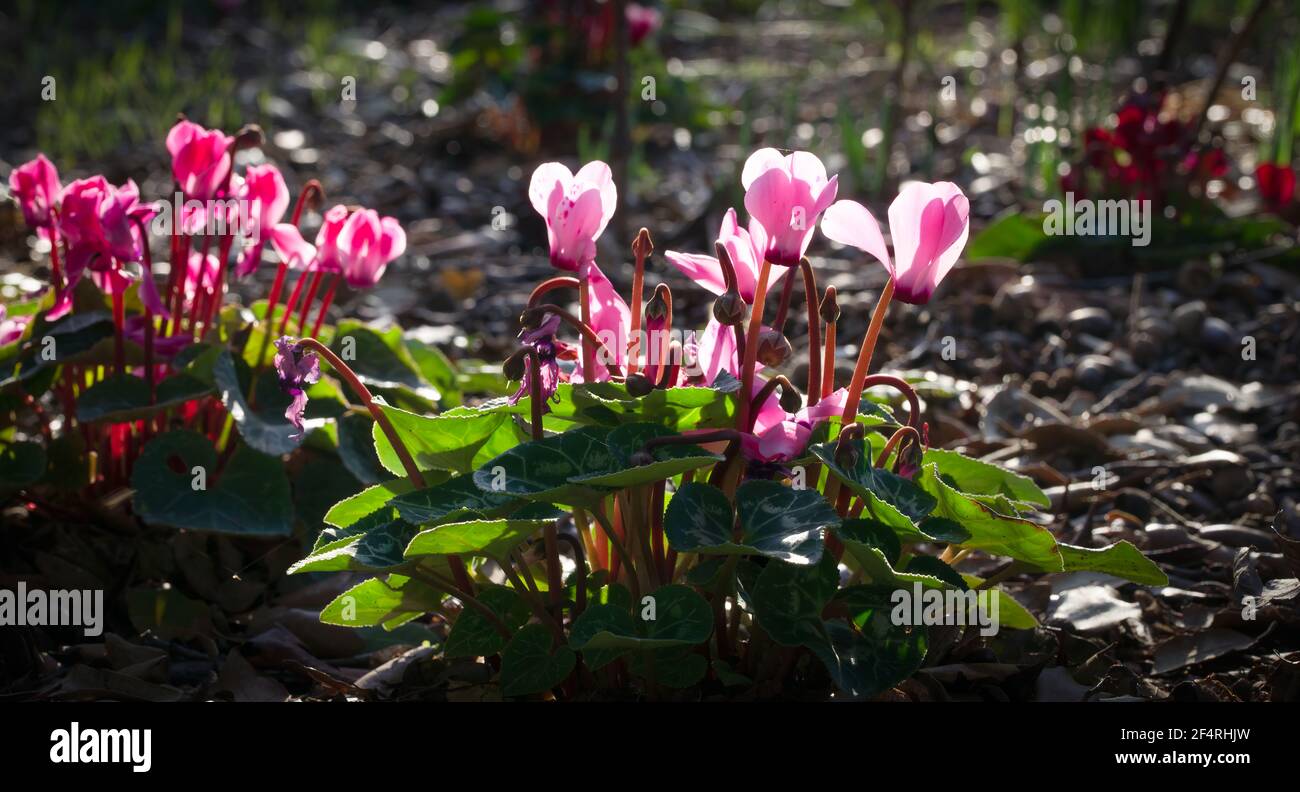 Pink cyclamen blooming in spring, in a ray of sunshine in the South of France Stock Photo