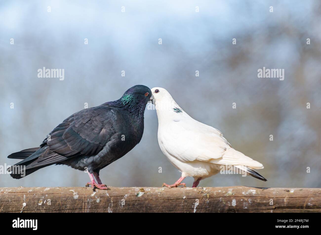 Male Black Pigeon Courting Female White Pigeon Dove S Behavior During Loving Courtship Stock Photo Alamy