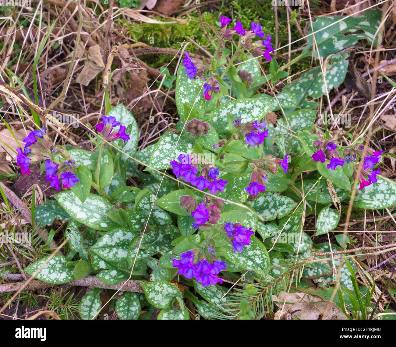 a wild blue violet pulmonaria (lungwort) growing in the shade of a conifer woodland, North Wessex Downs AONB Stock Photo