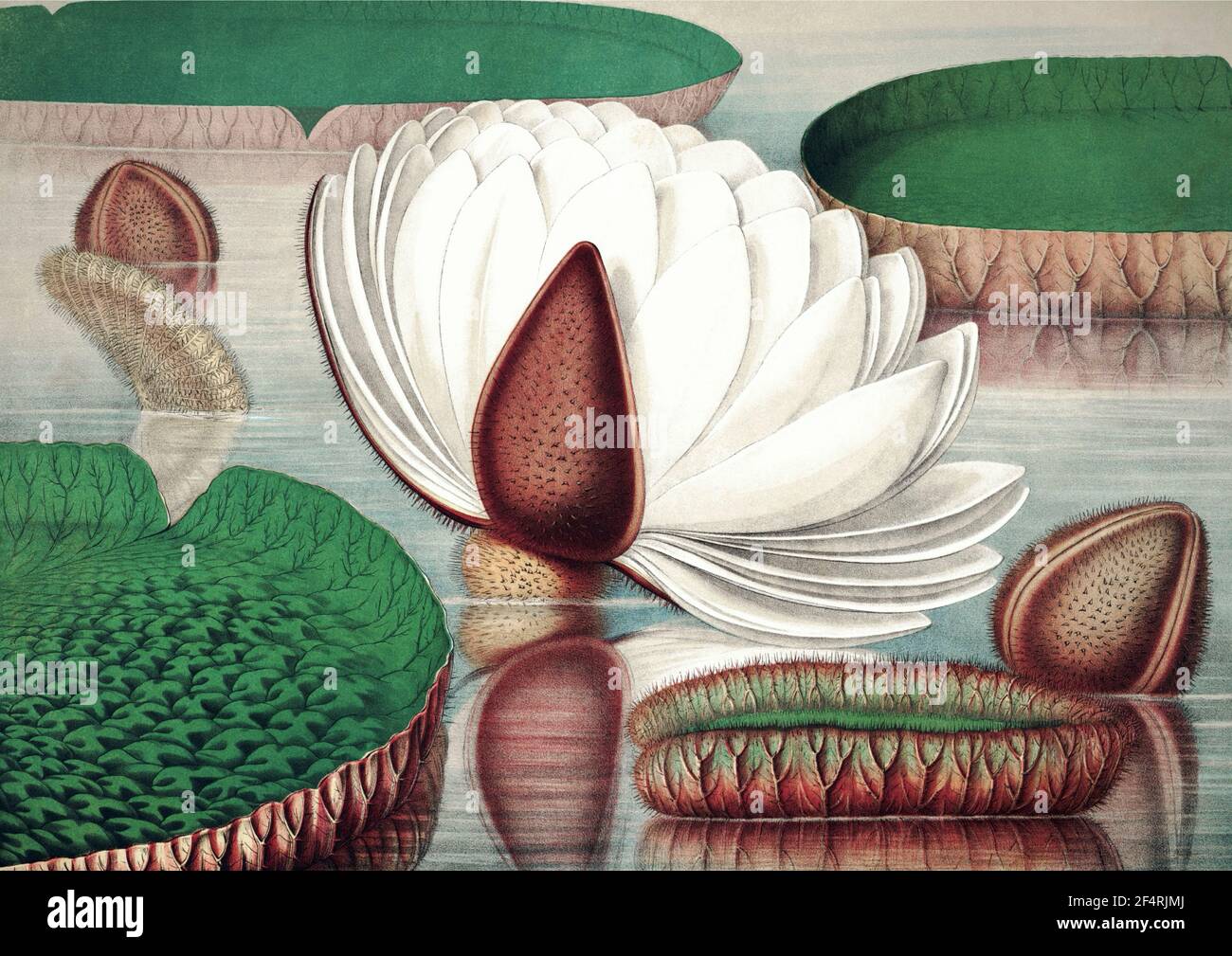Water Lily from William Sharp's The Great Water Lily of America Stock Photo