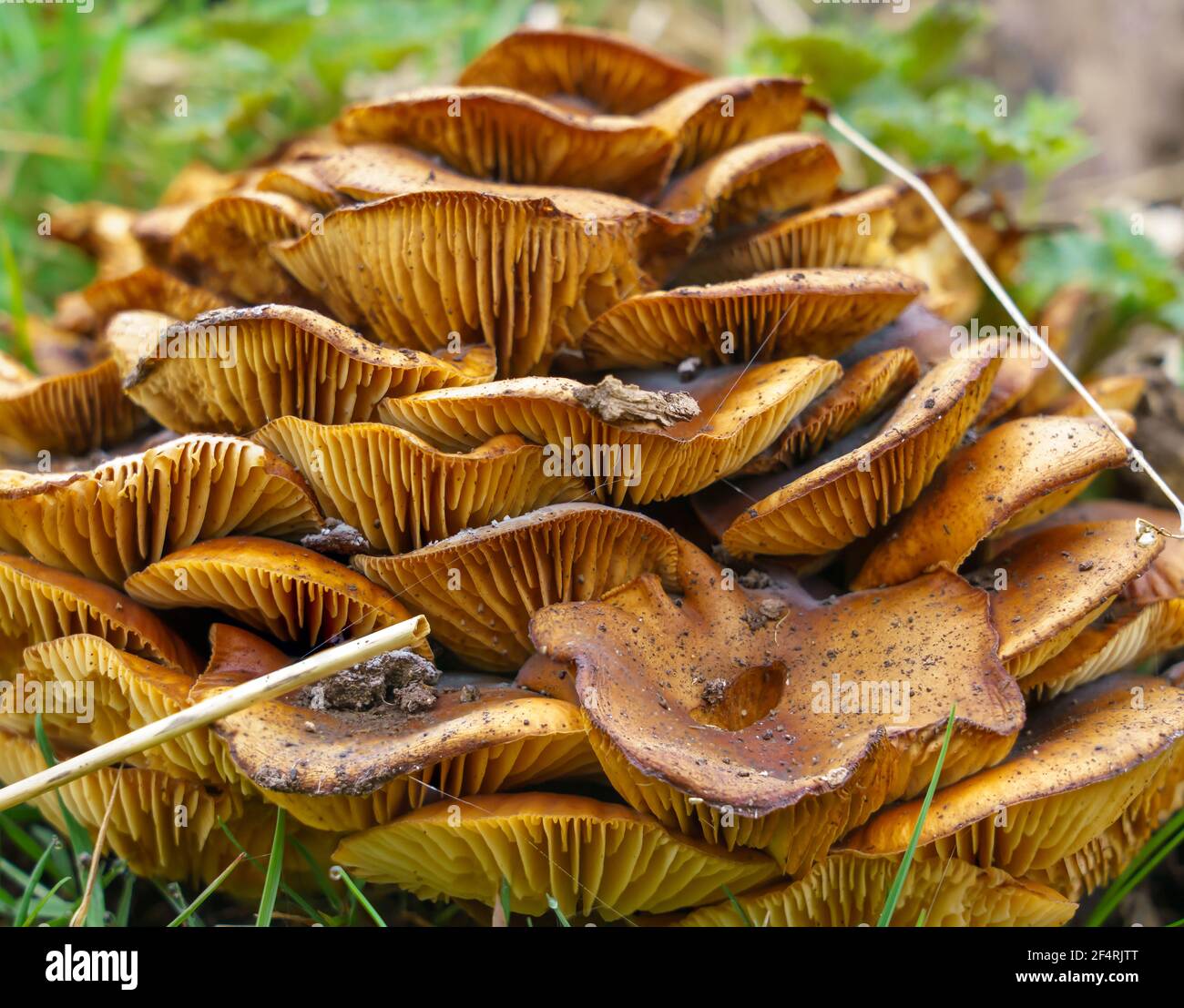 huge stack of red orange brown mushroom fungus plates with exposed gills growing upon each other as a fungus pyramid Stock Photo