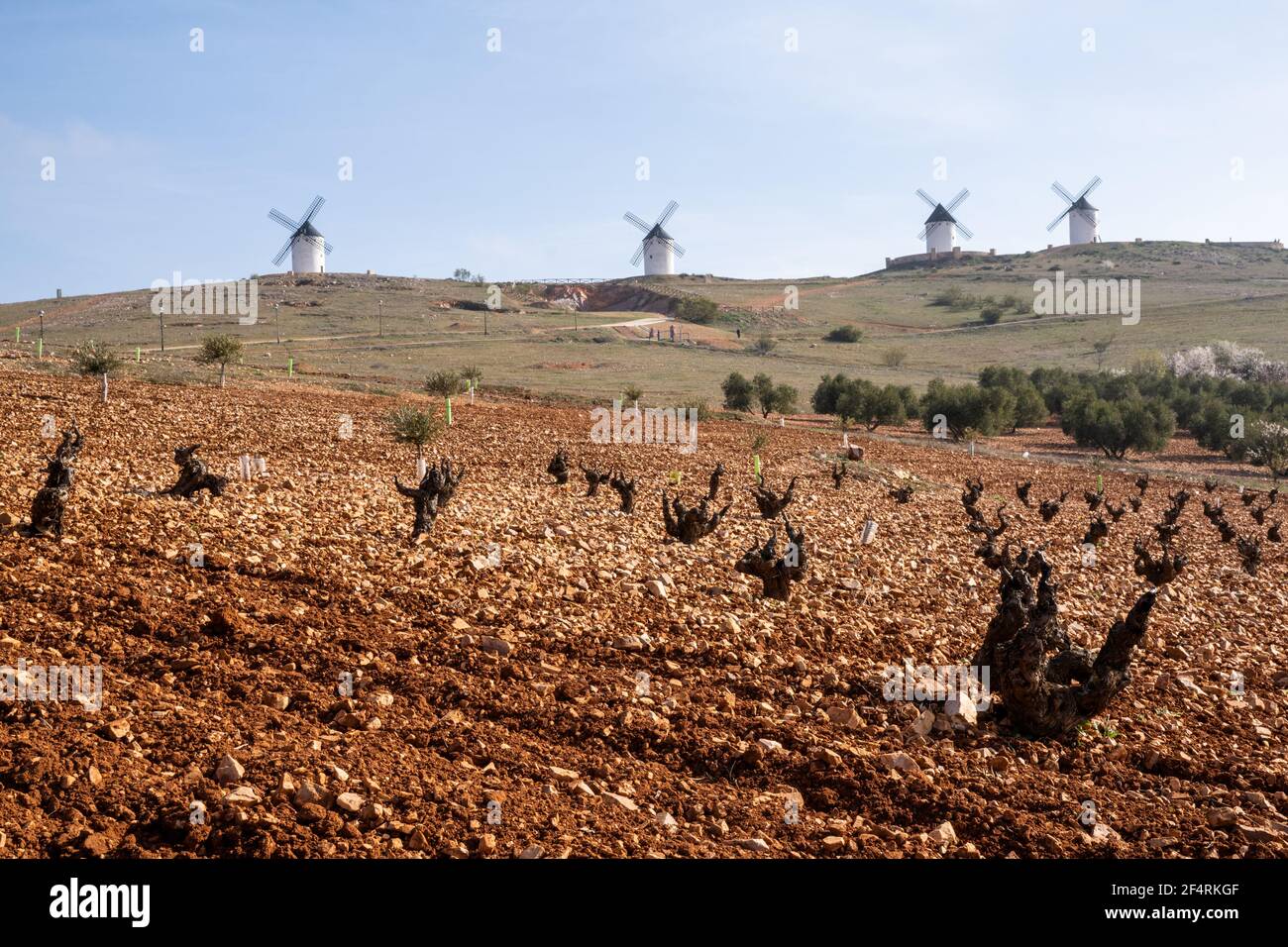 Rich red earth and barren grapevines in a vineyard in La Mancha with whitewashed windmills in the background Stock Photo