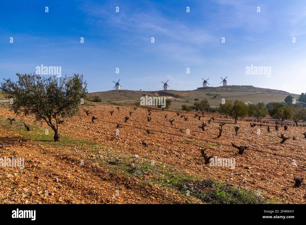 Rich red earth and barren grapevines in a vineyard in La Mancha with whitewashed windmills in the background Stock Photo