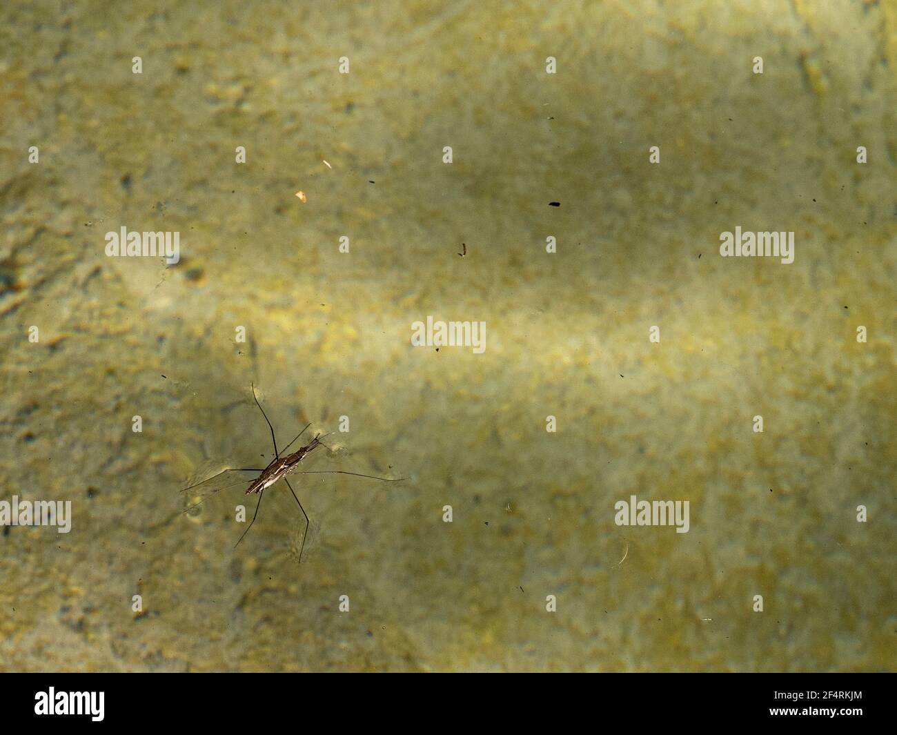 Mating Gerridae Water bugs pond skaters jesus bug macro close up Stock