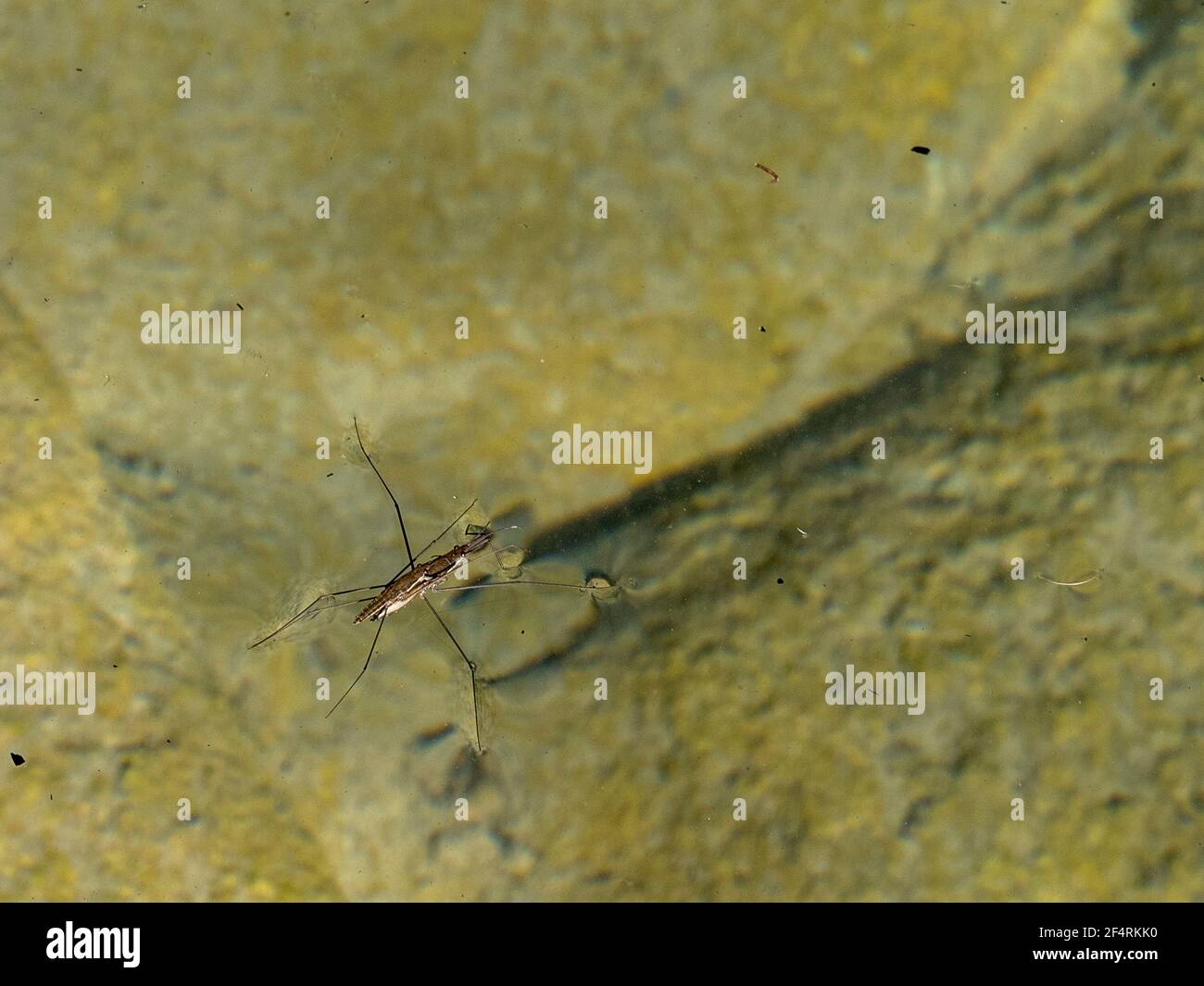 Mating Gerridae Water bugs pond skaters jesus bug macro close up Stock