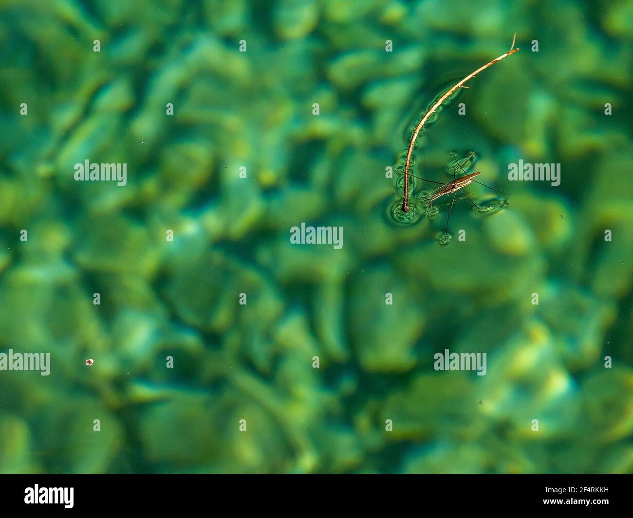 Mating Gerridae Water bugs pond skaters jesus bug macro close up Stock