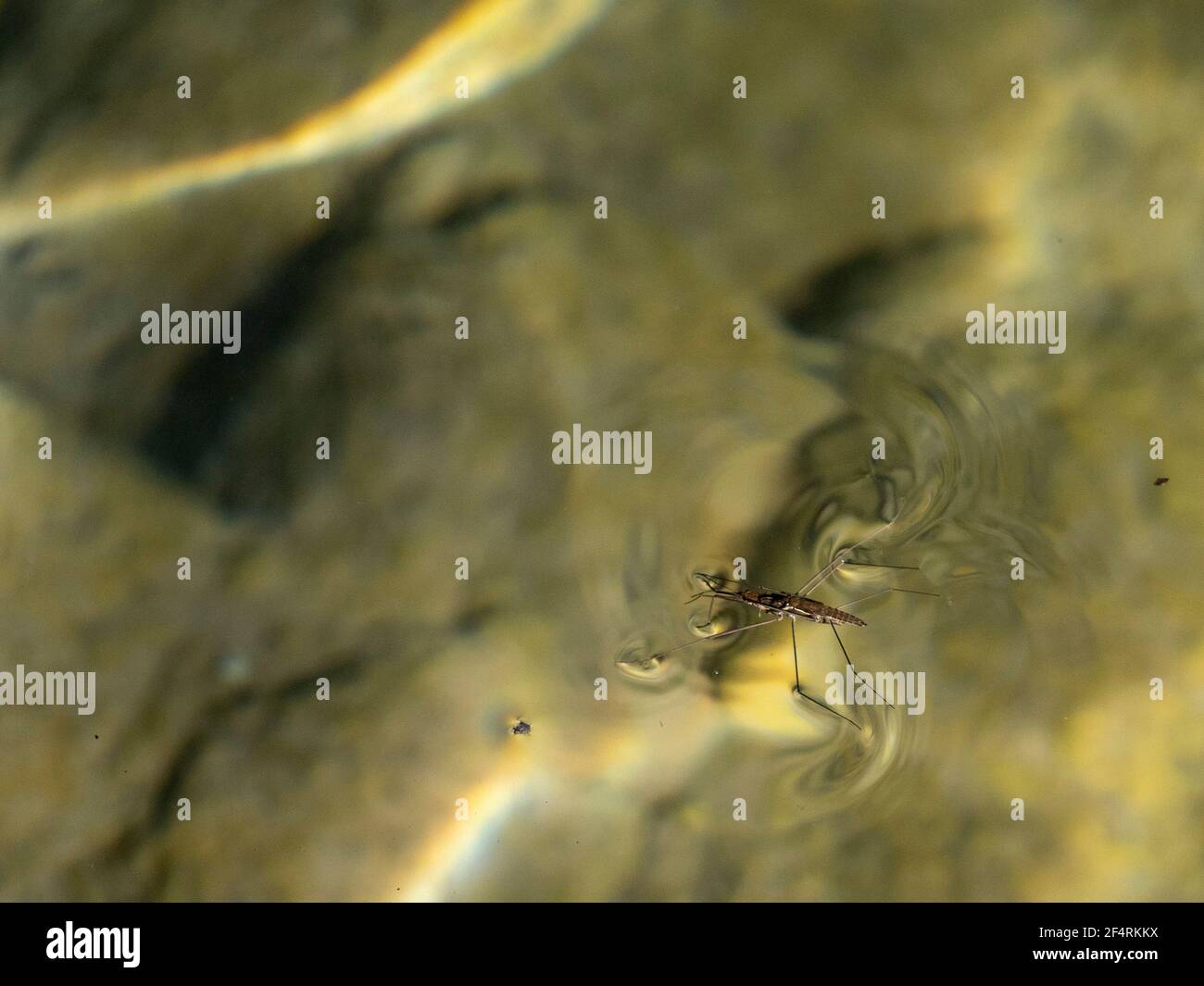 Mating Gerridae Water bugs pond skaters jesus bug macro close up Stock