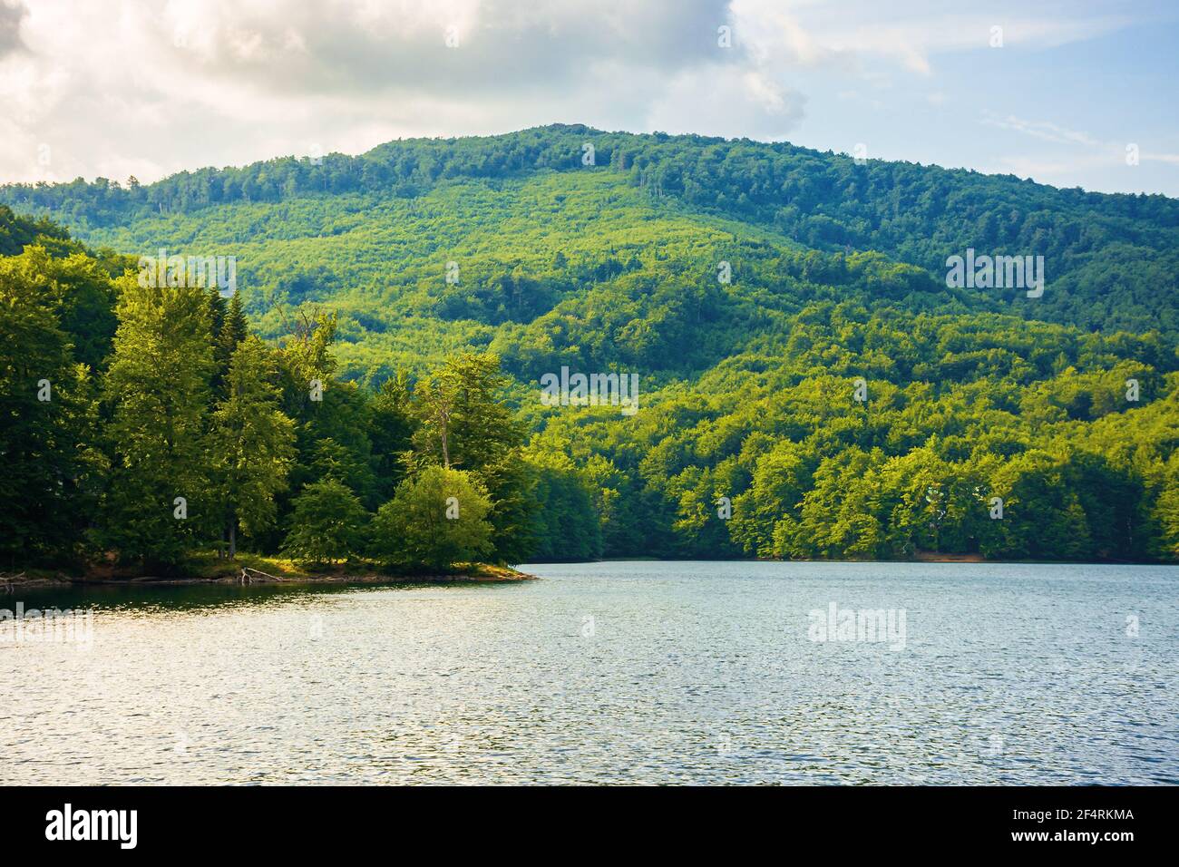 lake among beech forest in summer. beautiful nature landscape in ...