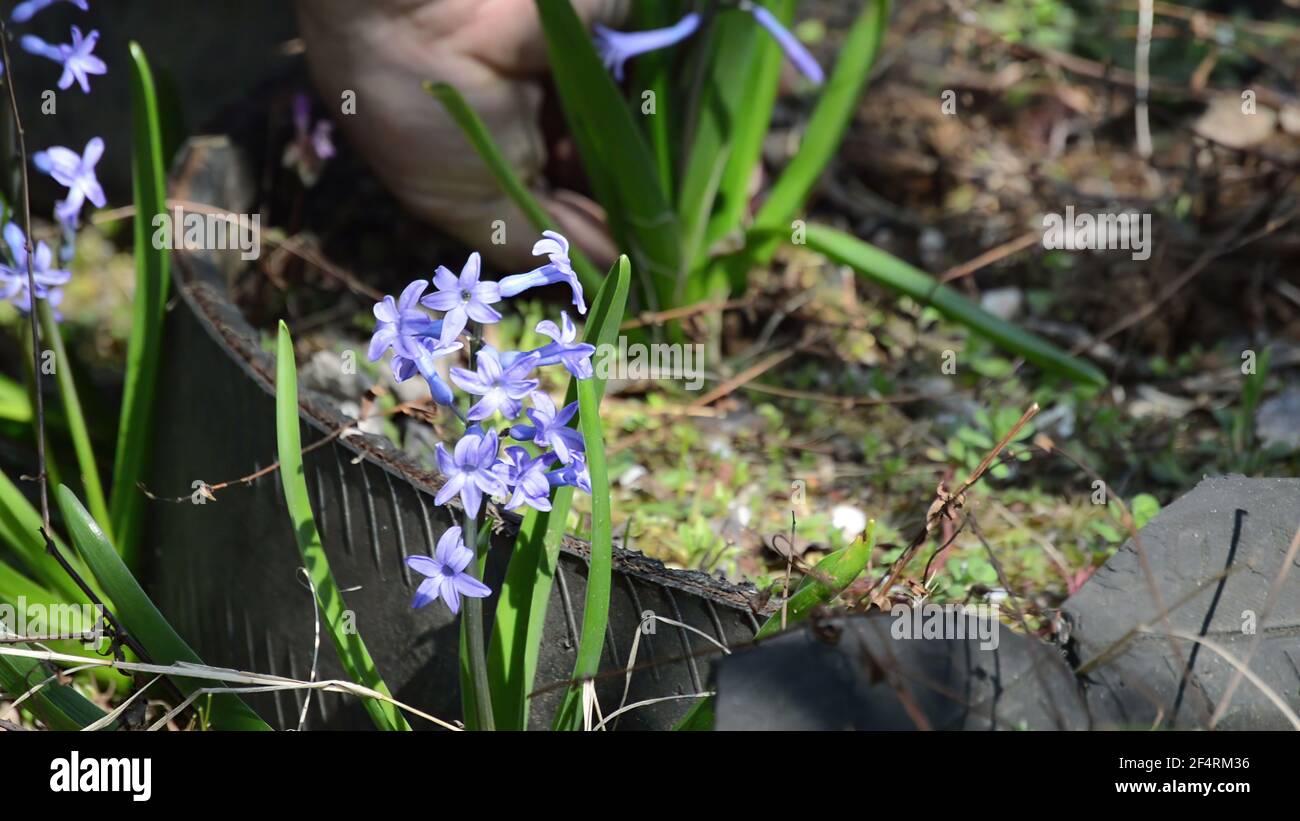 Gardener planting flower , prepares hole and puts flower in the ground