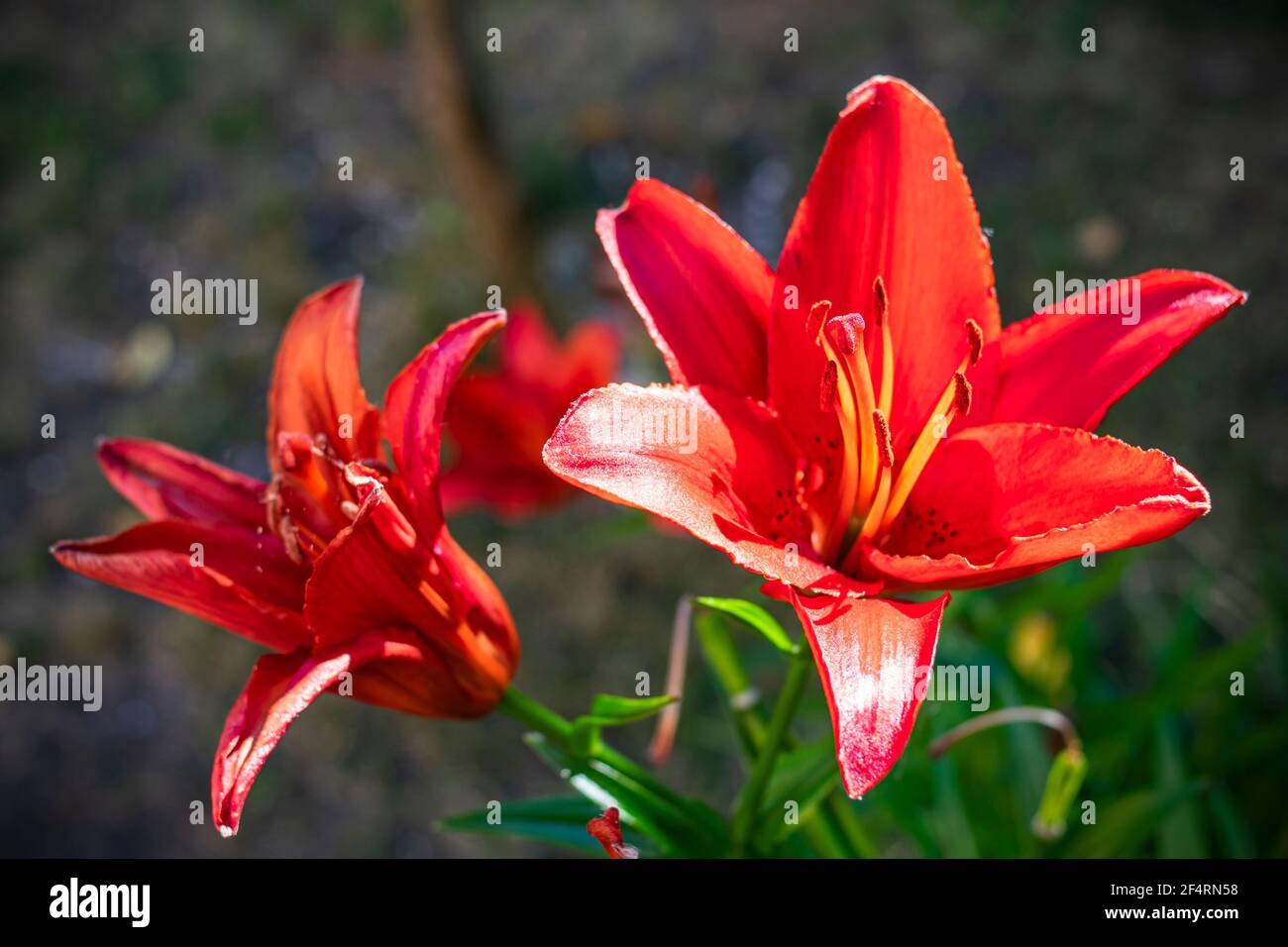 Red Amaryllis. Bulb flower in red and green tones, illuminated by the sun, flared and with focus on stamens and pistil, where pollen is observed Stock Photo