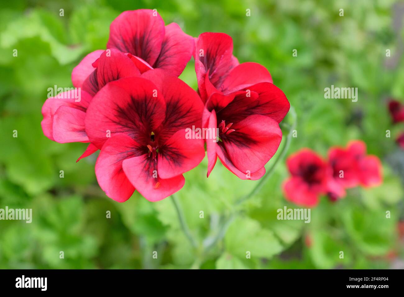 Pelargonium or geranium hi-res stock photography and images - Alamy