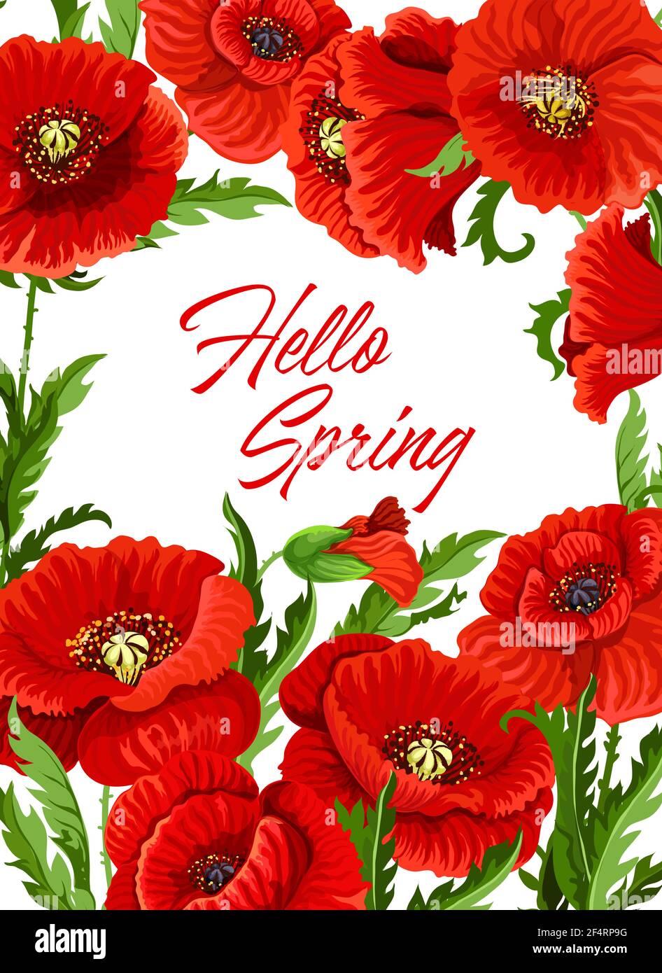 Spring season poster with red poppy flowers, leaves and buds. Floral background or holiday frame with blooming common poppy and lettering. Flowering p Stock Vector