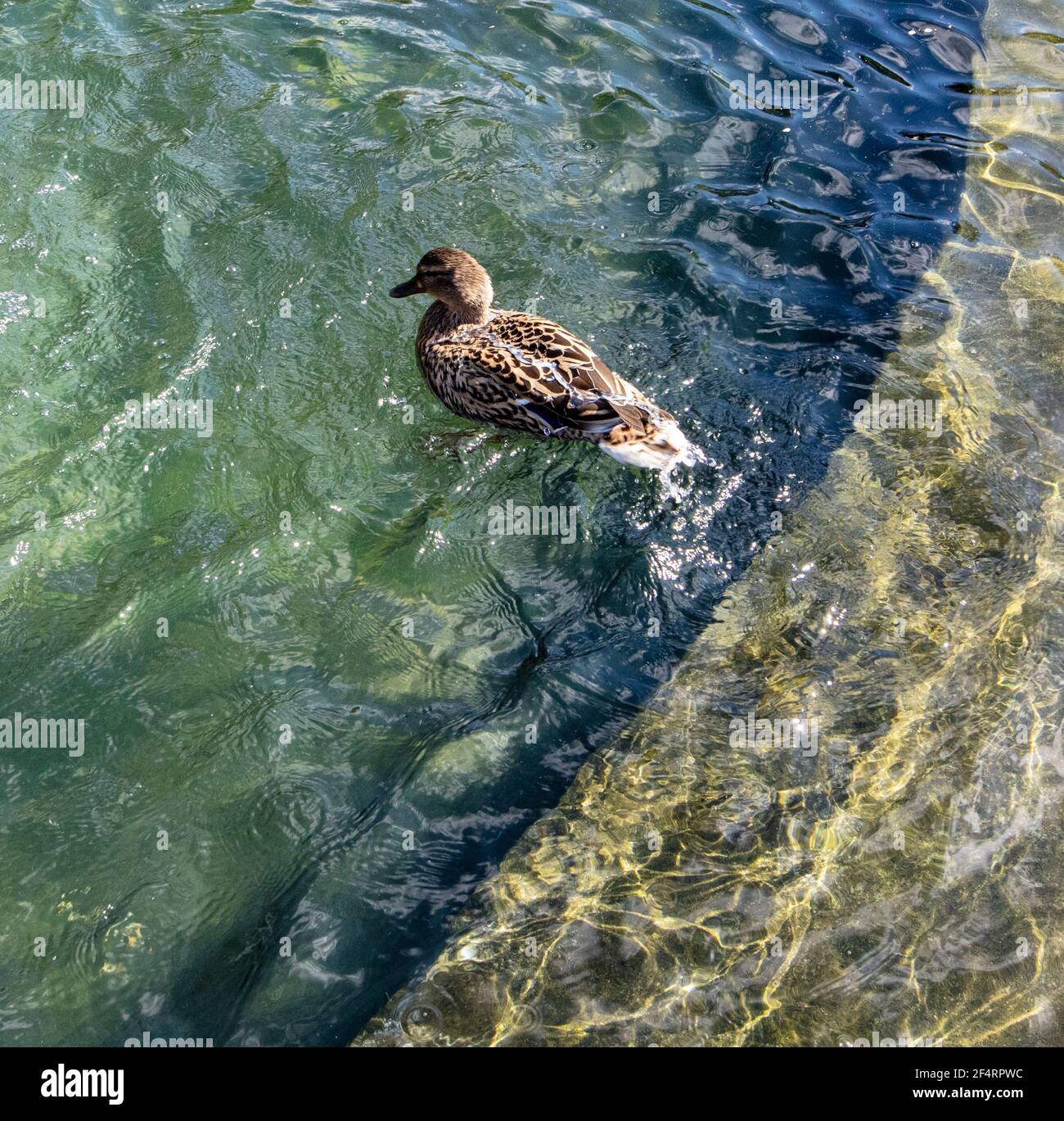 Duck in ornamental pond in gardens of Holland House, West London Stock Photo