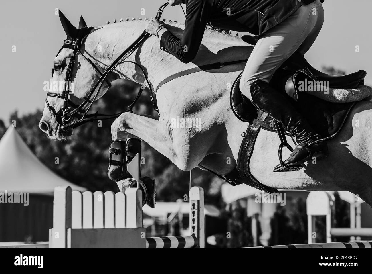 Horse Jumping, Equestrian Sports themed photo Stock Photo Alamy