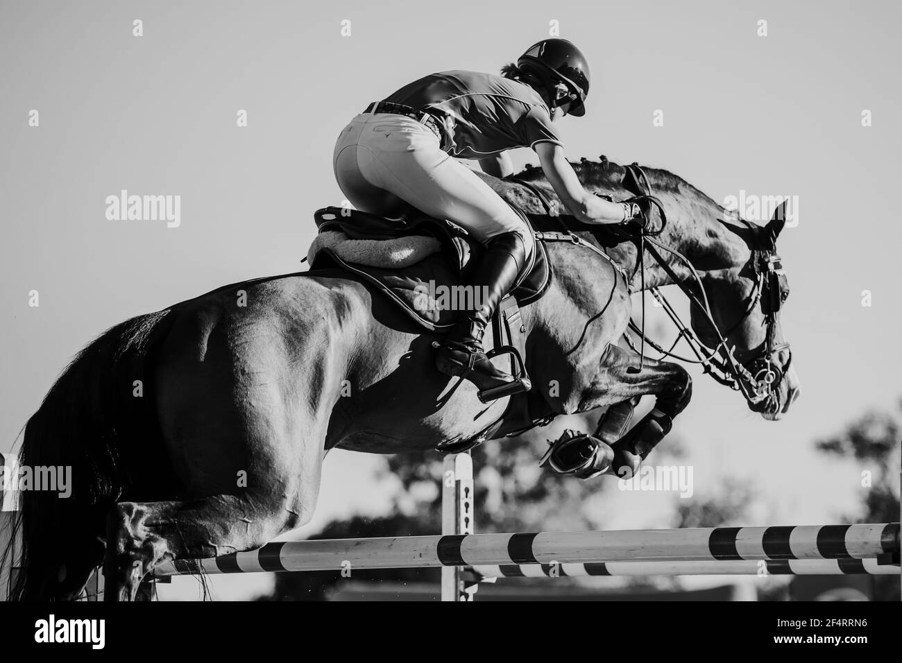 Horse Jumping, Equestrian Sports themed photo Stock Photo Alamy