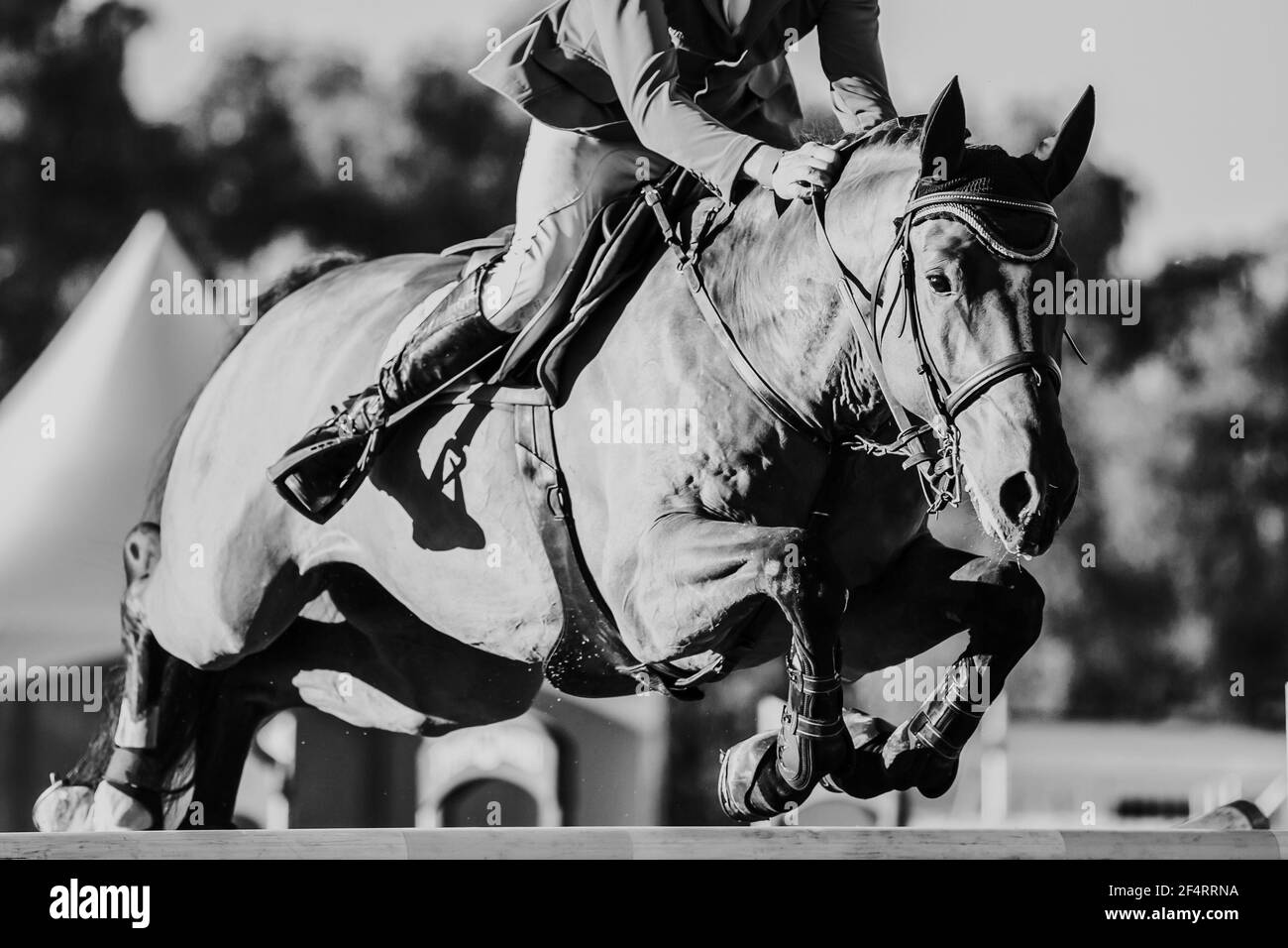 Horse Jumping, Equestrian Sports themed photo Stock Photo Alamy