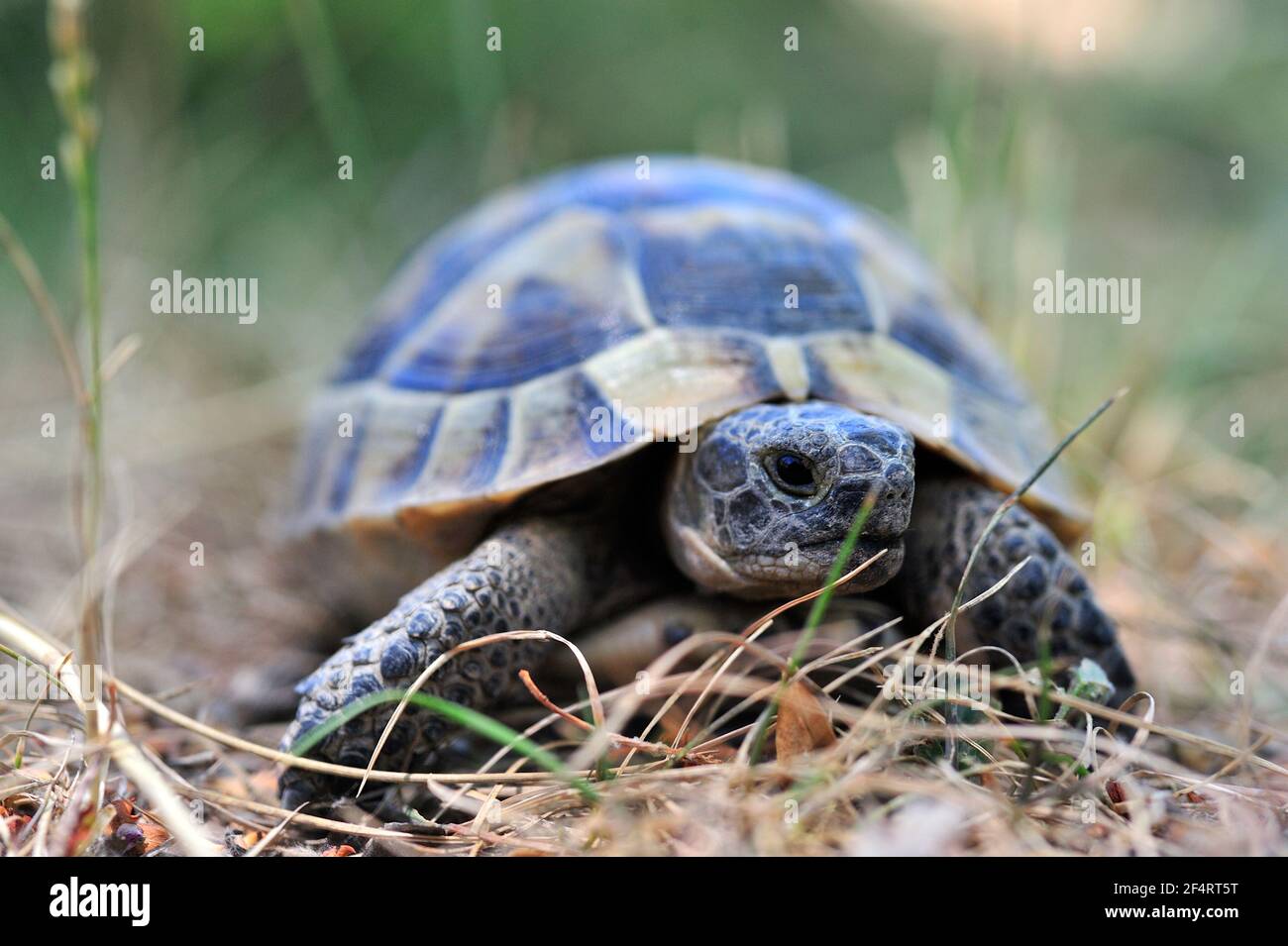 Outside Natur/Wild and Landscape Photoshooting / In der Natur eingefangene Momente Stock Photo