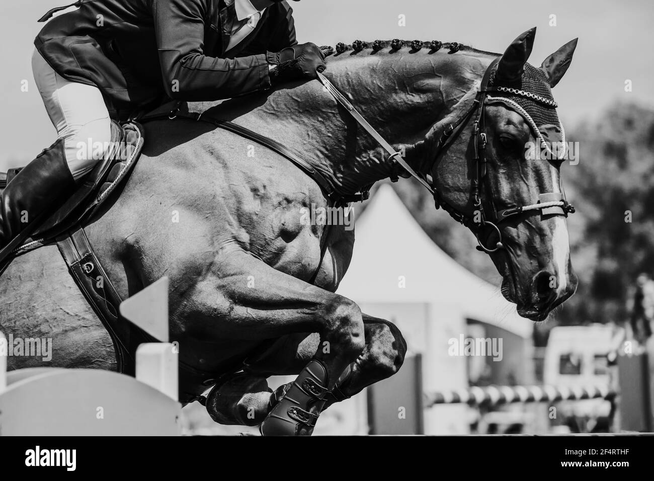 Horse Jumping, Equestrian Sports themed photo Stock Photo Alamy