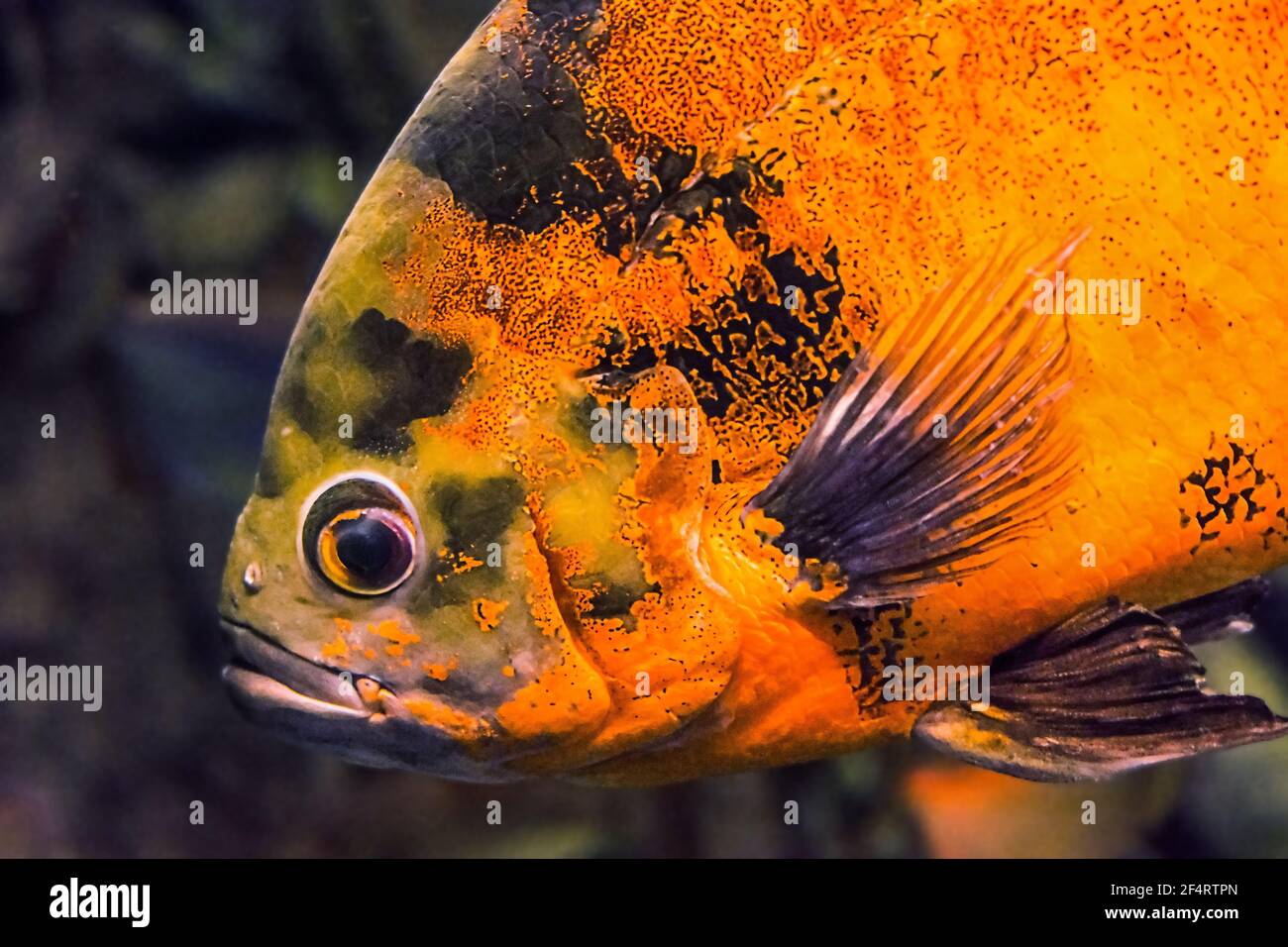 Oscar fish (Astronotus ocellatus) names tiger oscar, velvet cichlid, and marble cichlid Stock Photo