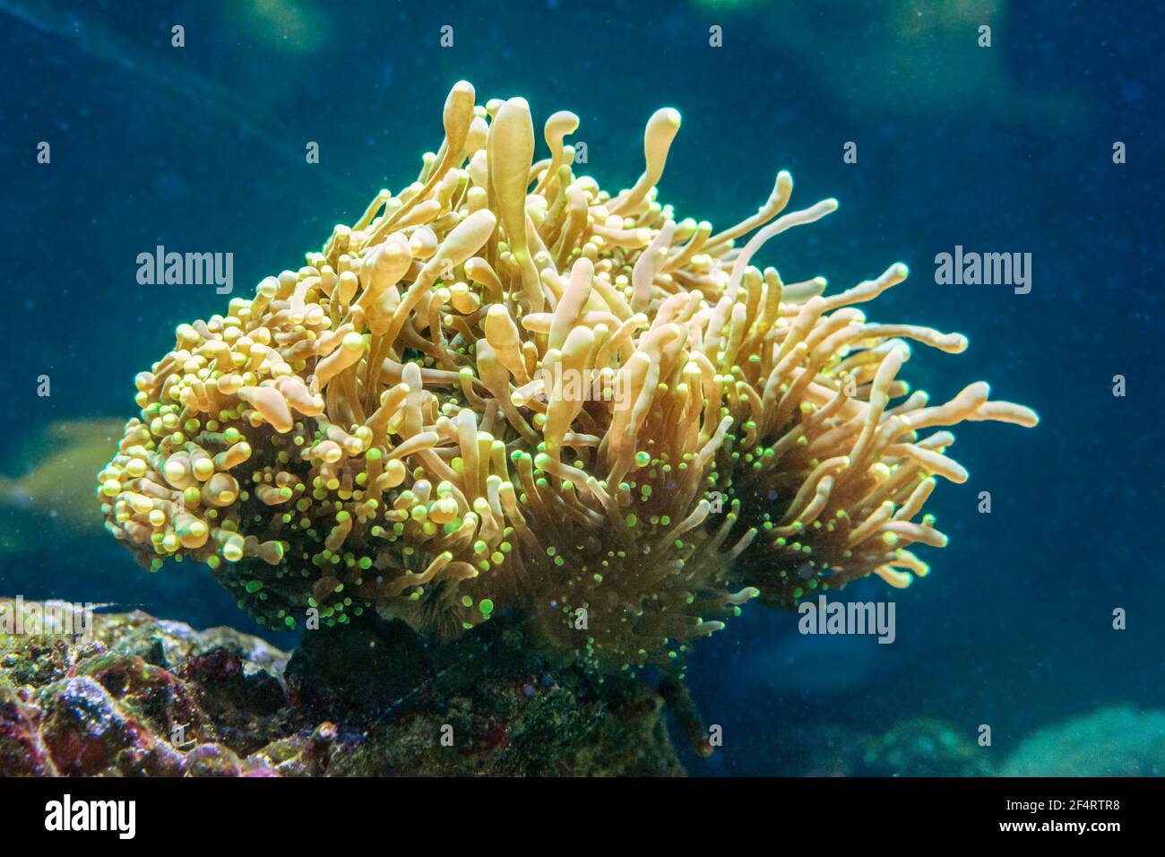 Euphyllia is a genus of large-polyped stony coral Stock Photo