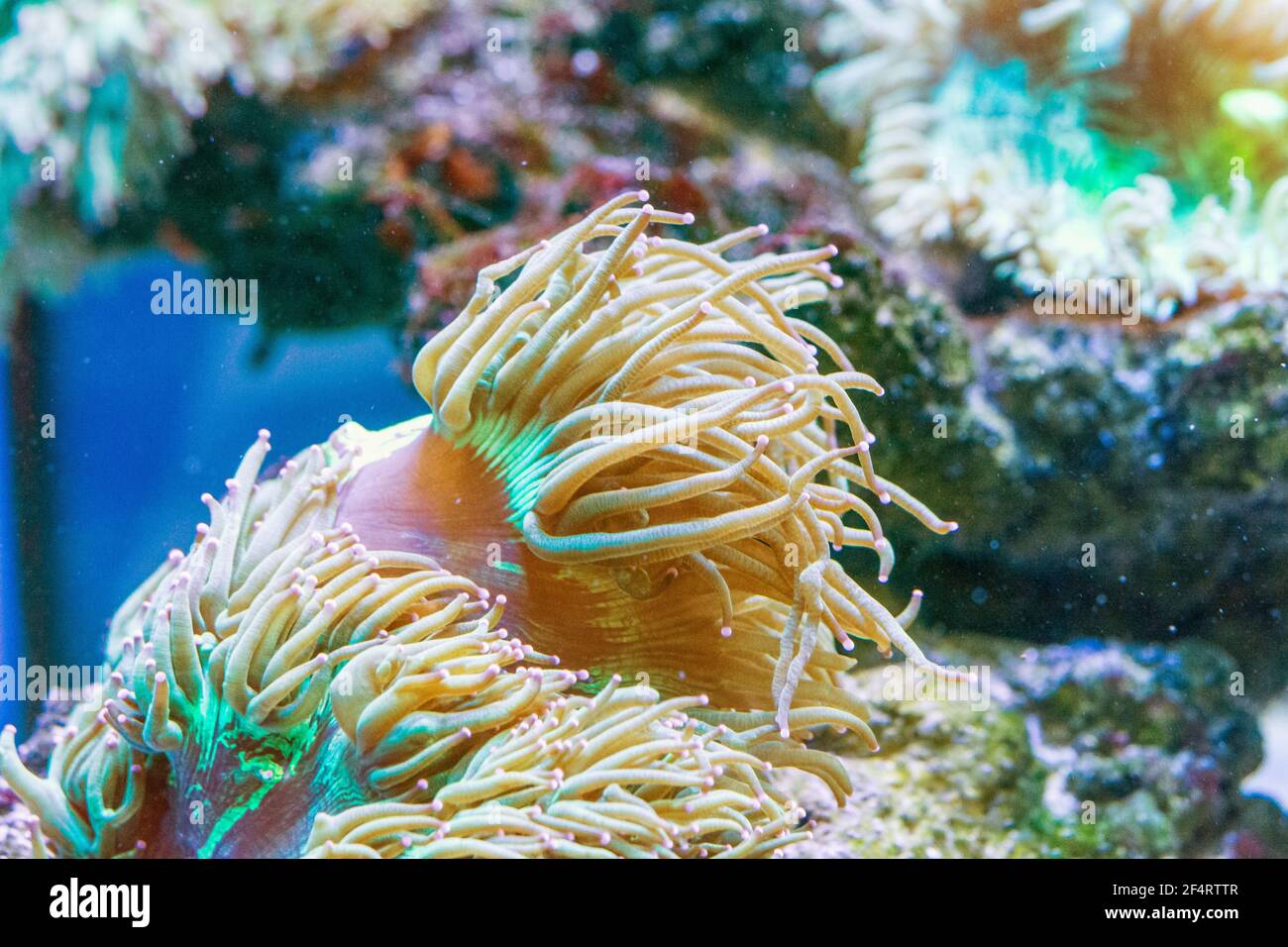 Macrodactyla doreensis , Sea anemone Stock Photo