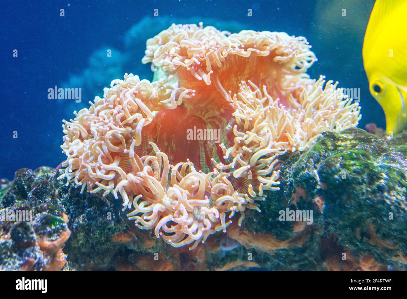 Macrodactyla doreensis , Sea anemone on nature Stock Photo