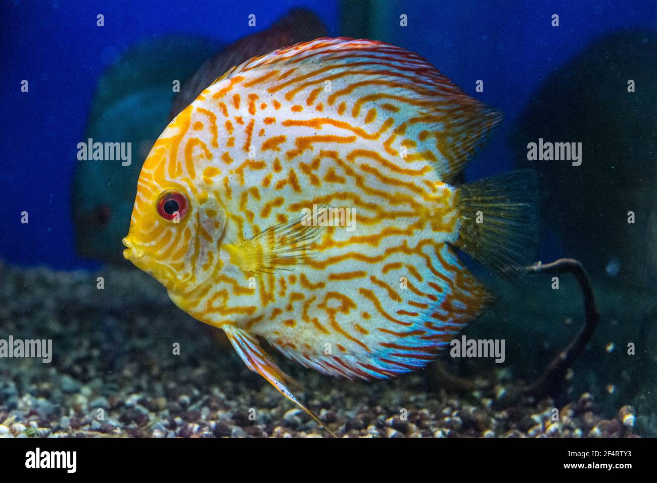 Symphysodon discus is swimming among mangrove roots Stock Photo