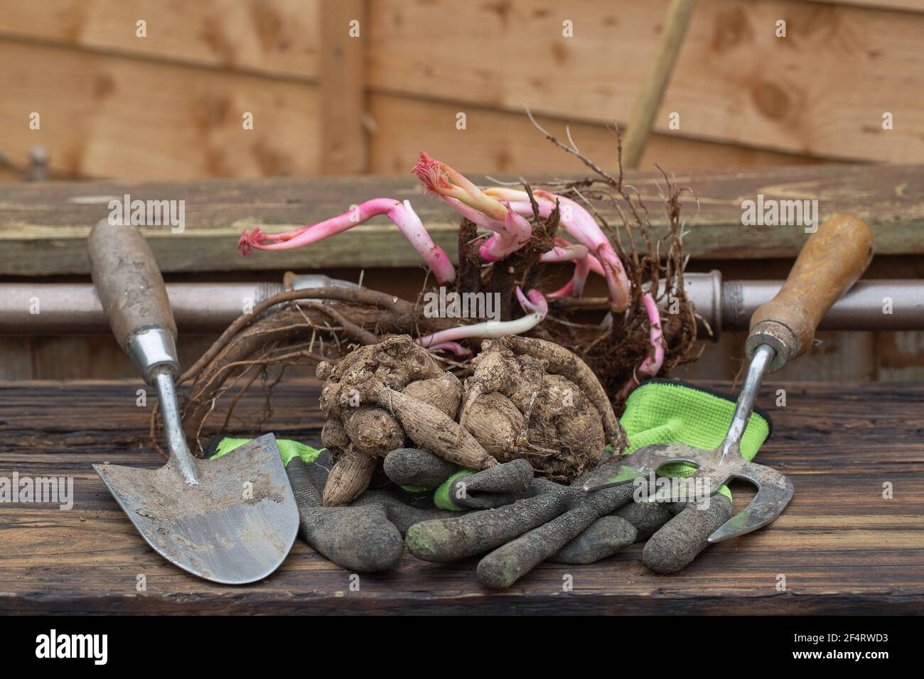 Dahlia tubers and itoh peony bartzella roots ready for planting Stock Photo