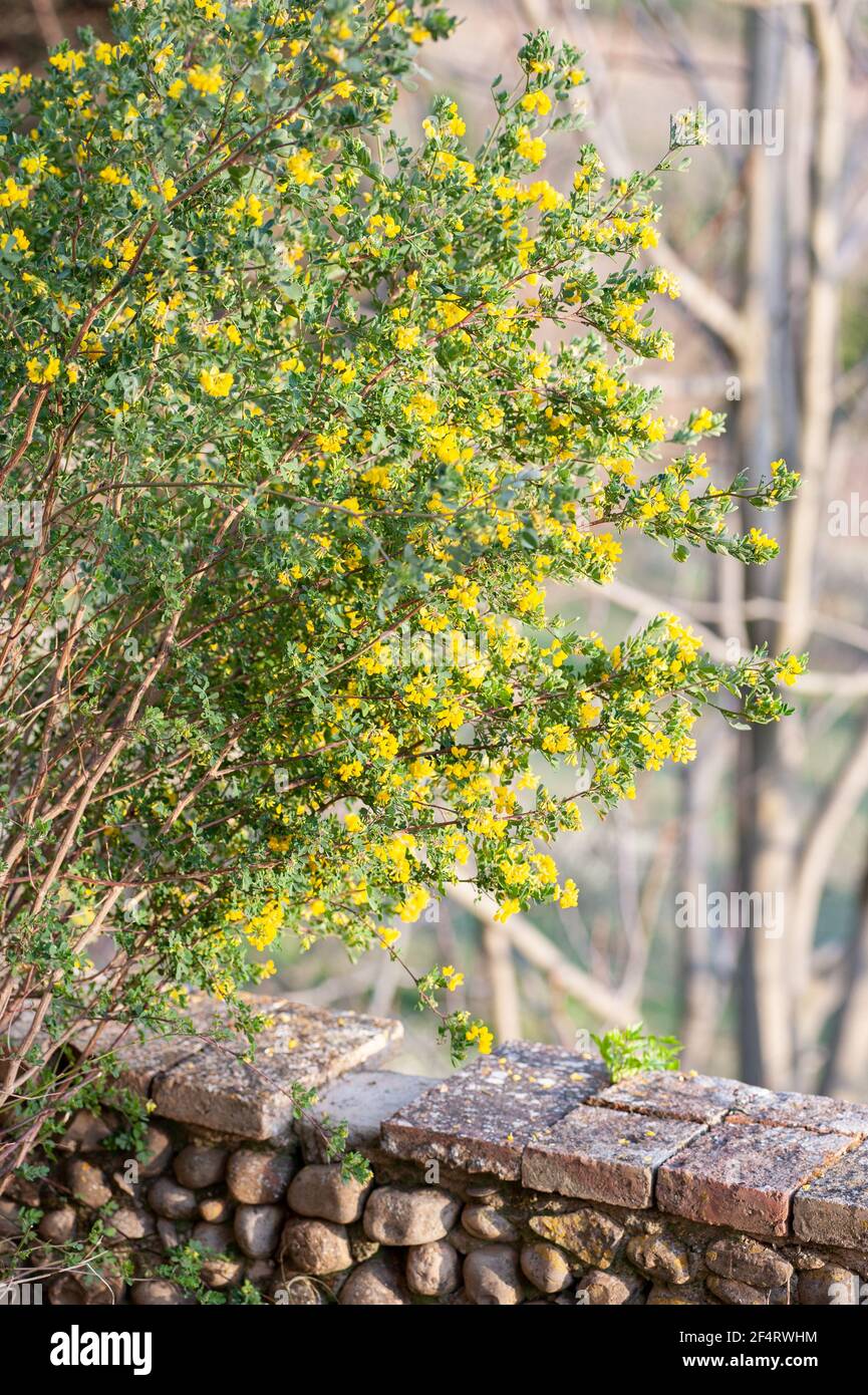 Coronilla glauca, of the legume family Fabaceae, is an evergreen shrub, with pea-like foliage and fragrant, brilliant yellow flowers in spring. Stock Photo