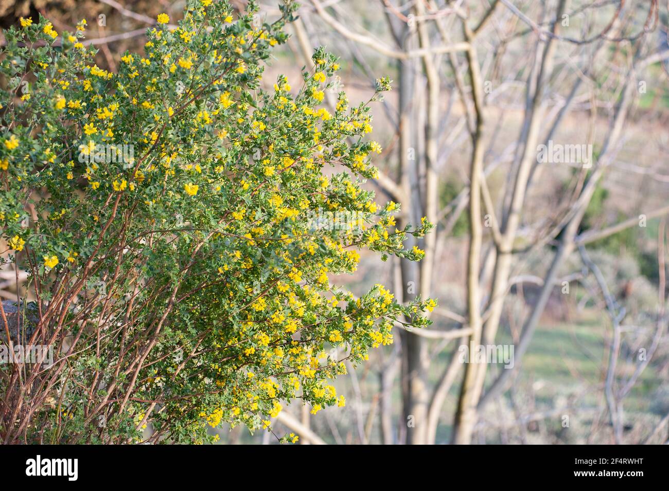 Coronilla glauca, of the legume family Fabaceae, is an evergreen shrub, with pea-like foliage and fragrant, brilliant yellow flowers in spring. Stock Photo