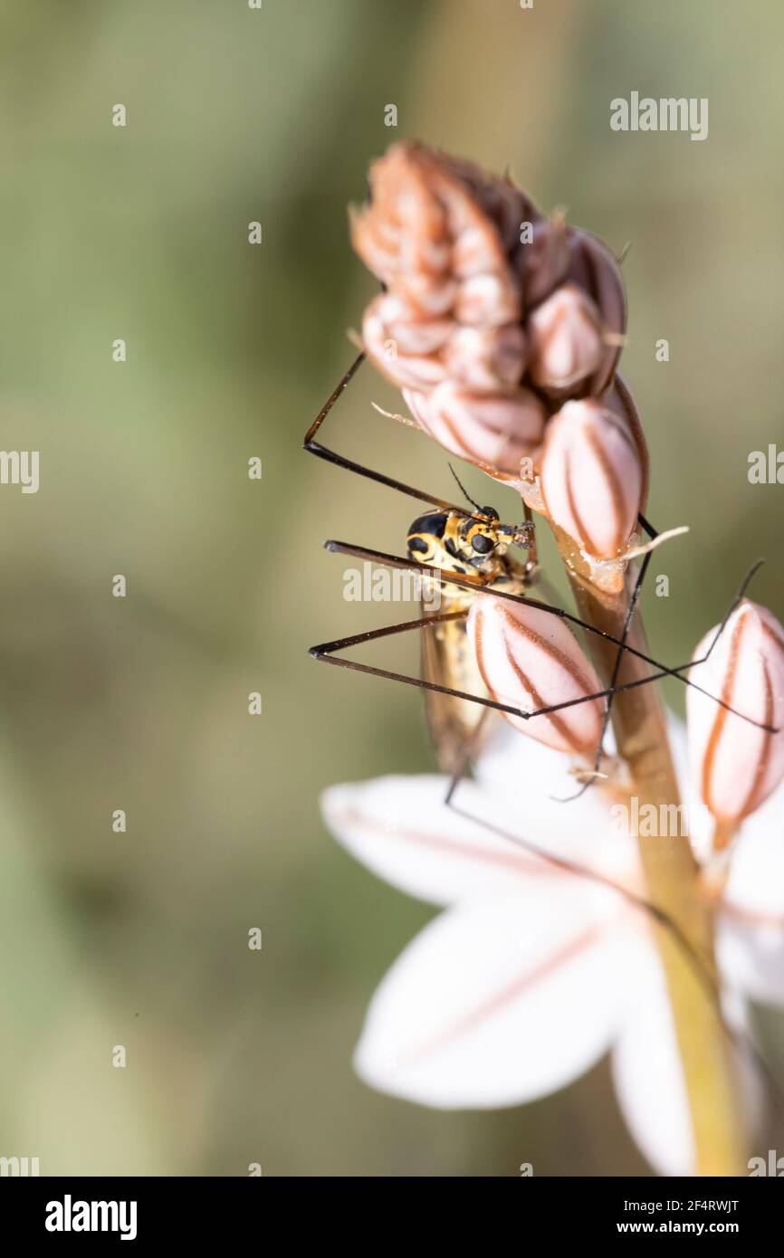 Macro photograph of an insect of the family Tipulidae perched on a wildflower stem in spring. . Animal captured in a field in Catalonia, Spain. Stock Photo