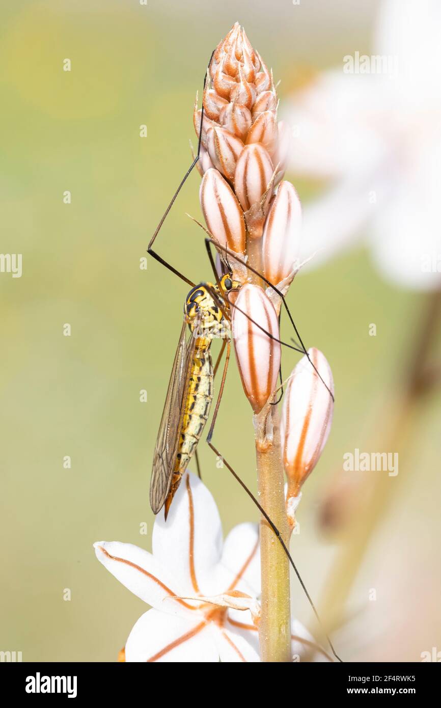 Macro photograph of an insect of the family Tipulidae perched on a wildflower stem in spring. . Animal captured in a field in Catalonia, Spain. Stock Photo