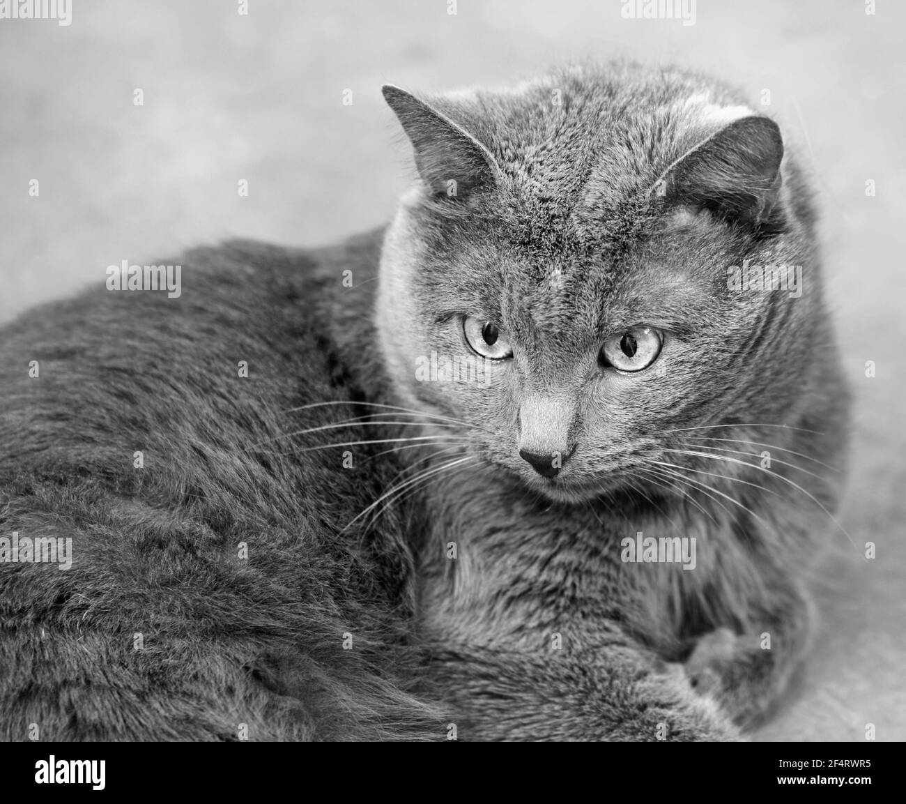 Portrait of real adult pretty cat in black and white Stock Photo
