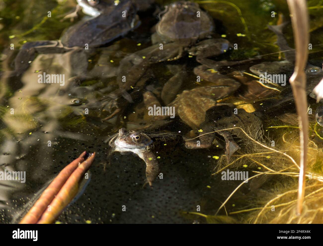 Life cycle frog from egg hires stock photography and images Alamy