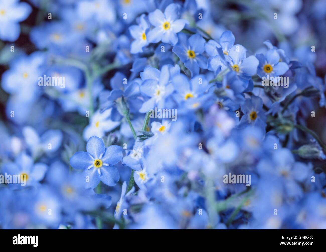 Real charming blue forget-me-not flowers for romantic and idyllic mood Stock Photo