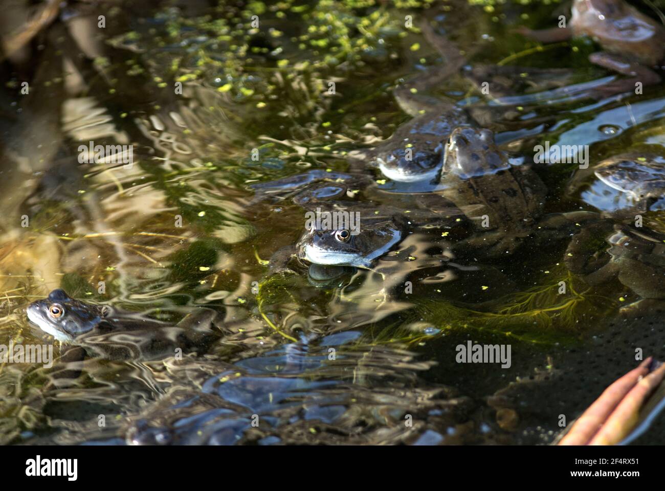 Life cycle frog from egg hires stock photography and images Alamy