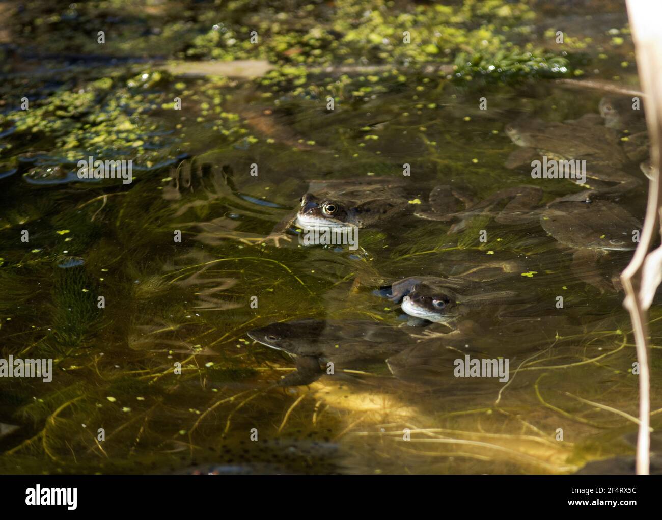 Life cycle frog from egg hires stock photography and images Alamy