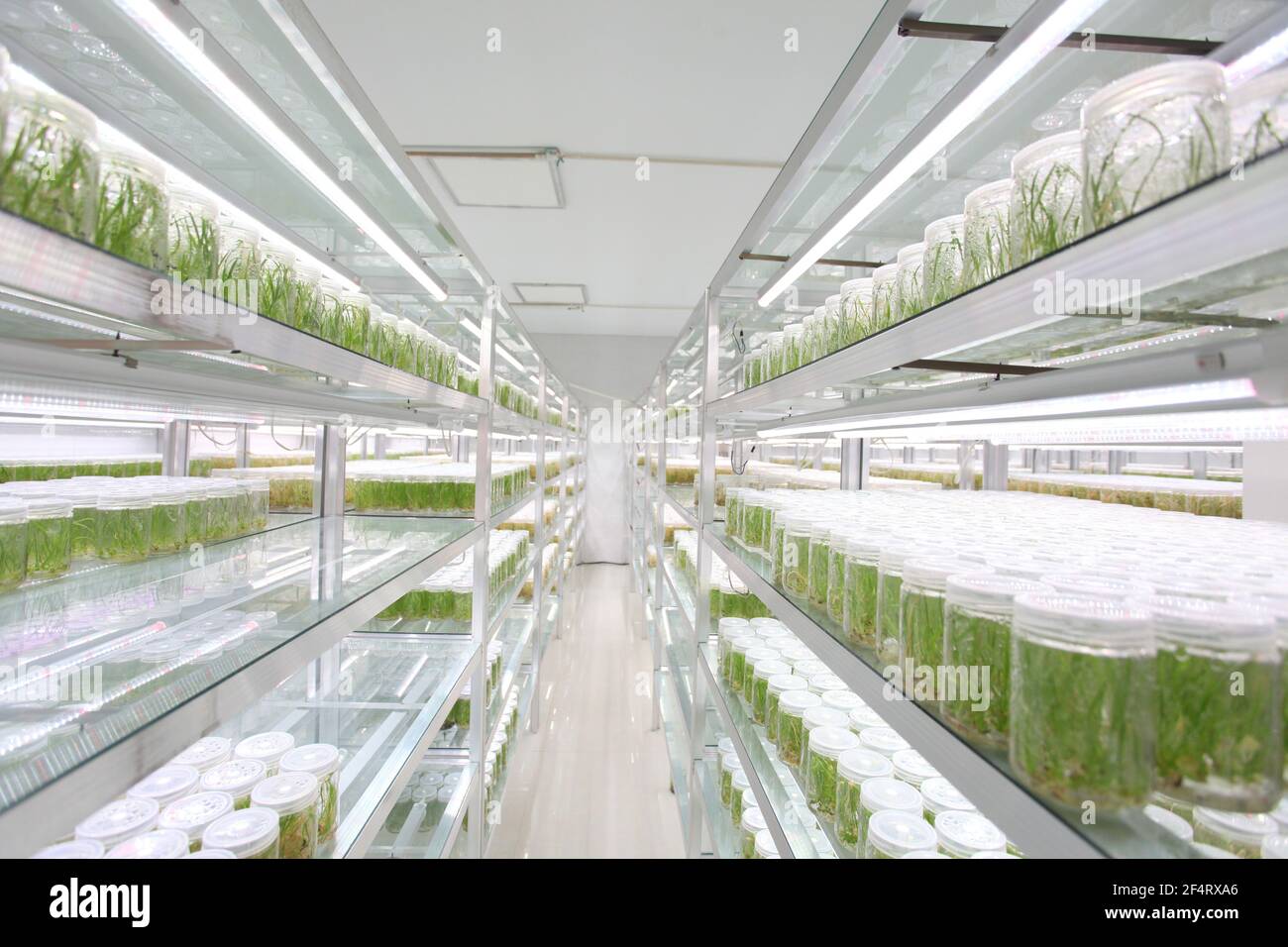 Cultivated plants in the laboratory, in a row Stock Photo