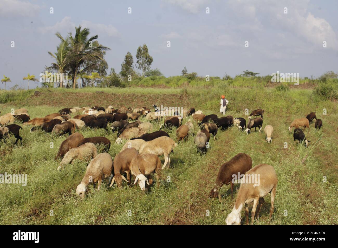 dhangar , shepherd, herders Stock Photo