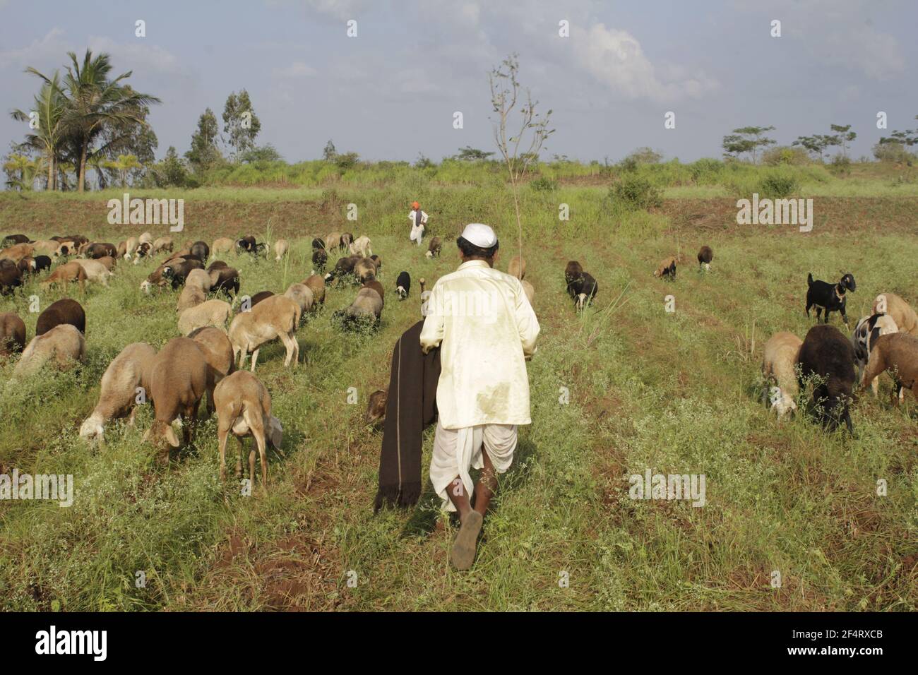 dhangar , shepherd, herders Stock Photo