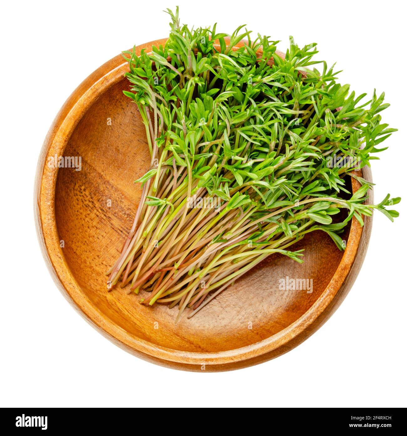 Green lentil microgreens in a wooden bowl. Ready to eat sprouts, green seedlings, young plants and shoots of green lentils, Lens culinaris. Stock Photo