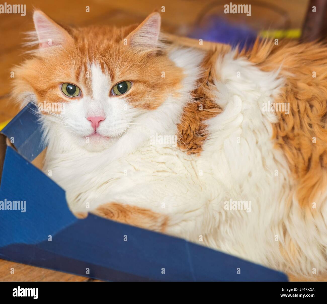 Red adult charming cat in box for best mood and relax Stock Photo