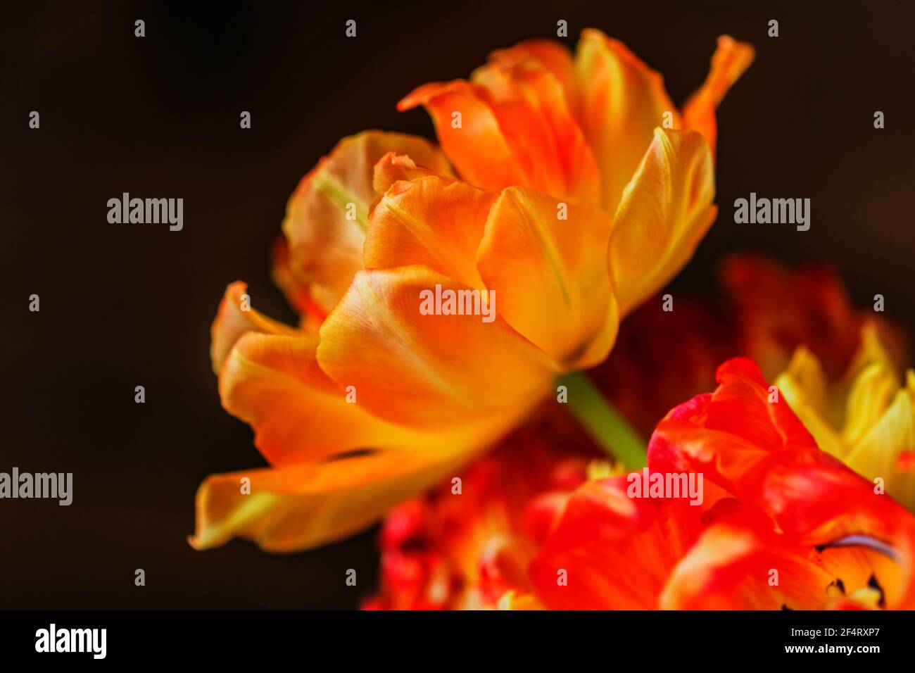 Best composition of lush orange tulip on real black background Stock Photo