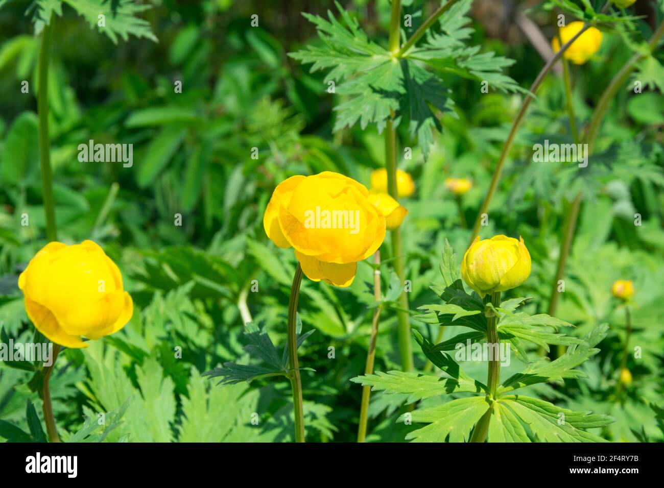 Trollius is a genus of about 30 species of flowering plants closely related to Ranunculus, in the family Ranunculaceae. The common name is globeflower Stock Photo