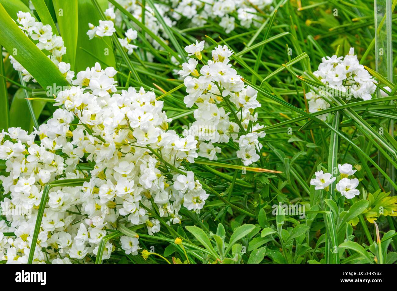 Arabis caucasica is a  flowering plant in the mustard family Brassicaceae  , garden arabis, mountain rock cress or Caucasian rockcress. Evergreen pere Stock Photo